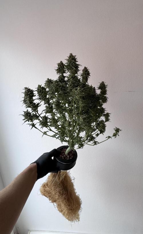 Mexican METH 🇲🇽. Week 13