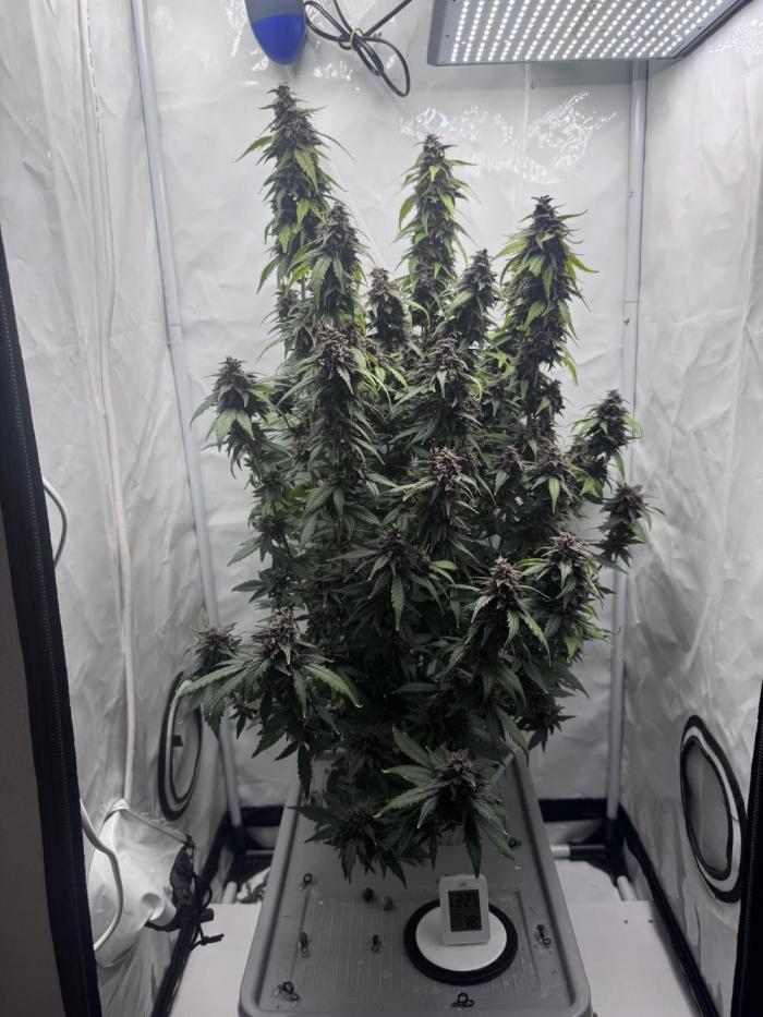 Mexican METH 🇲🇽. Week 13
