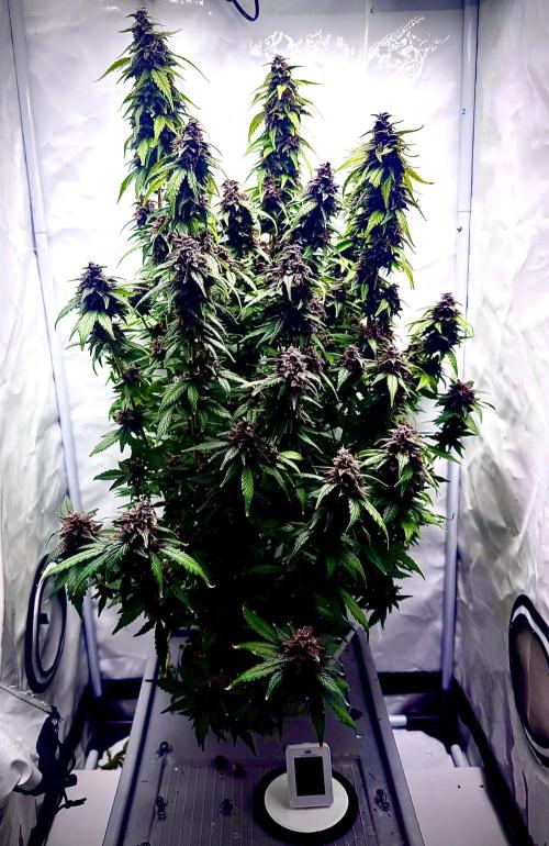 Mexican METH 🇲🇽. Week 13