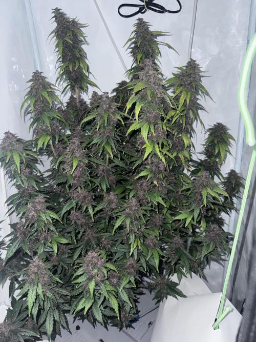Mexican METH 🇲🇽. Week 13