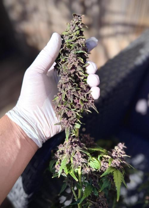 Mexican METH 🇲🇽. Week 14