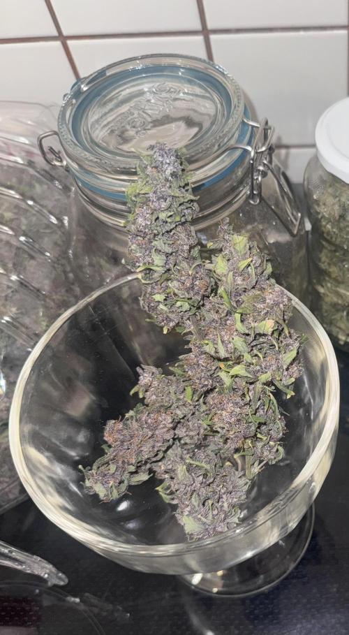 Mexican METH 🇲🇽. Week 14