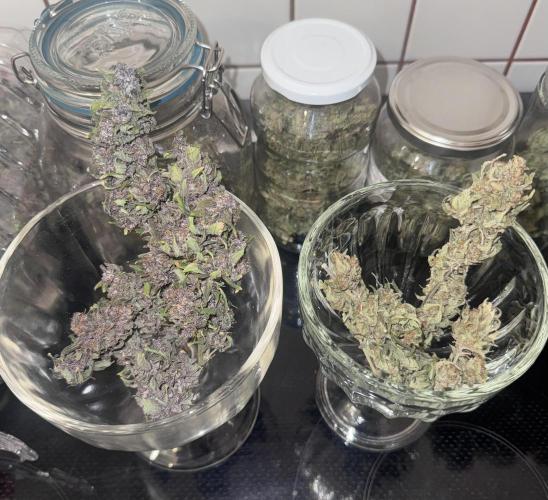 Mexican METH 🇲🇽. Week 14