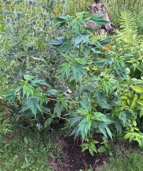 Frisian Duck. Week 8