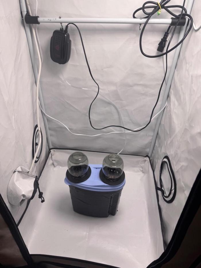 Fools Garden. Week 0