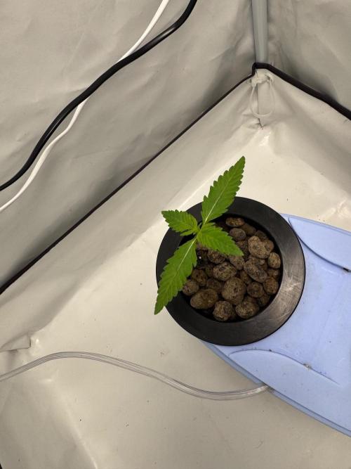 Fools Garden. Week 1 - LSD