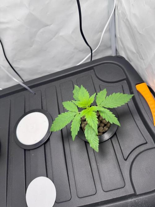 Fools Garden. Week 1 - LT