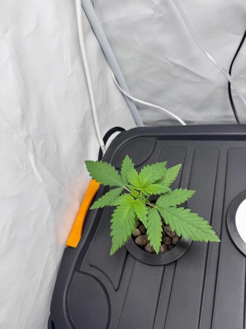 Fools Garden. Week 1 - LSD