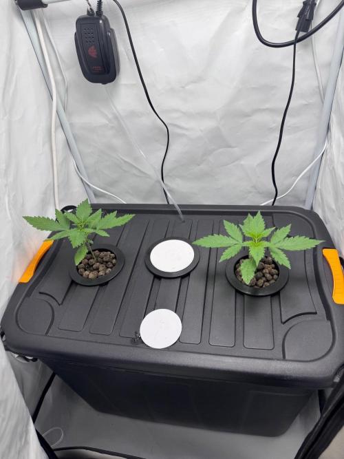 Fools Garden. Week 1