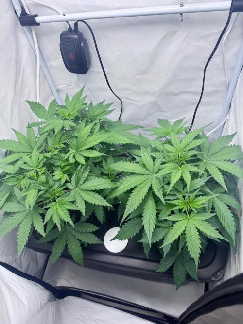 Fools Garden. Week 3