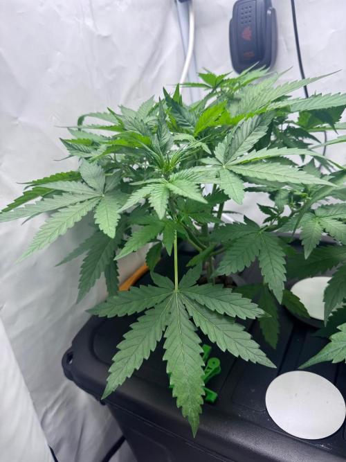 Fools Garden. Week 3