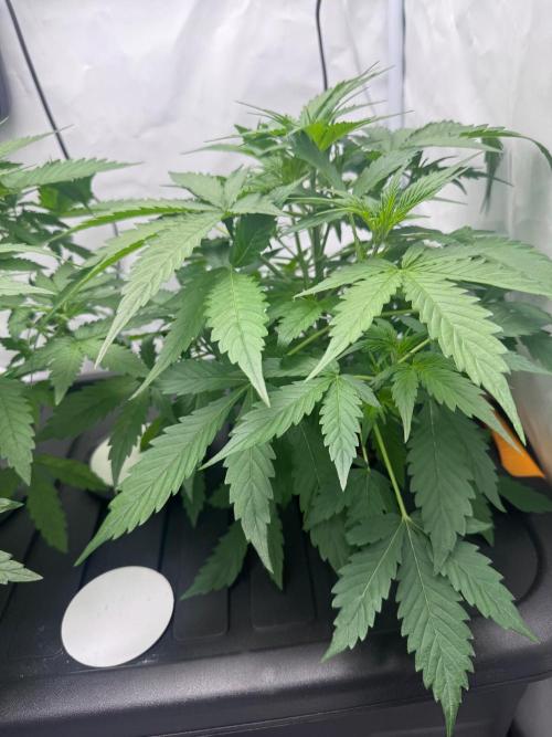 Fools Garden. Week 3