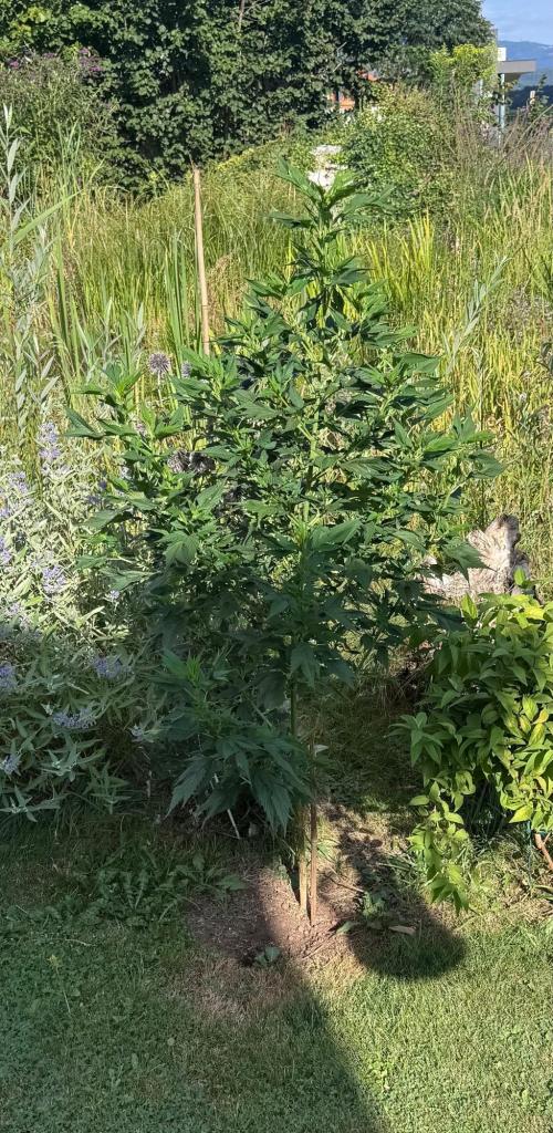 Frisian Duck. Week 12
