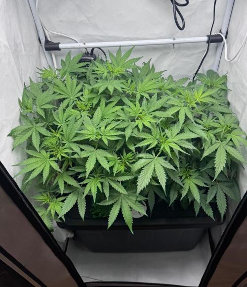 Fools Garden. Week 4