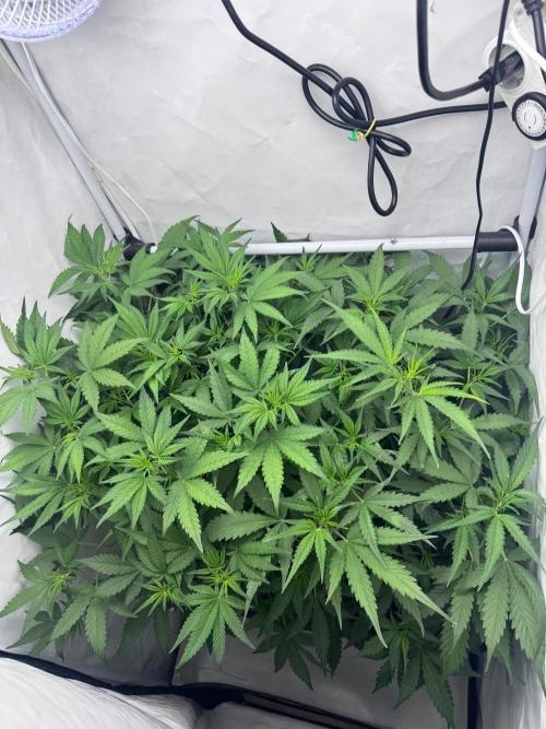 Fools Garden. Week 5