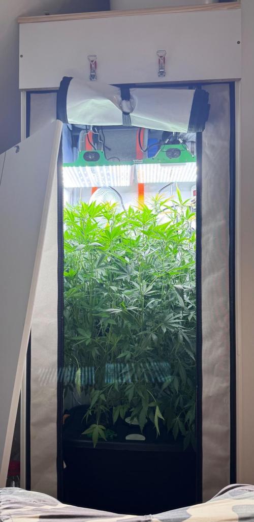 Fools Garden. Week 5