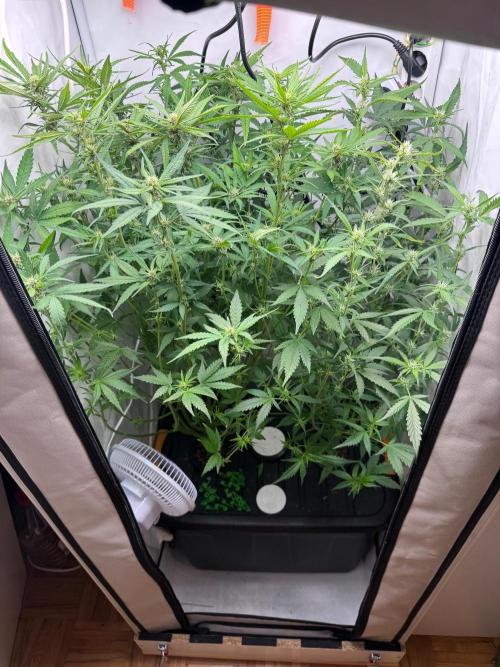 Fools Garden. Week 6