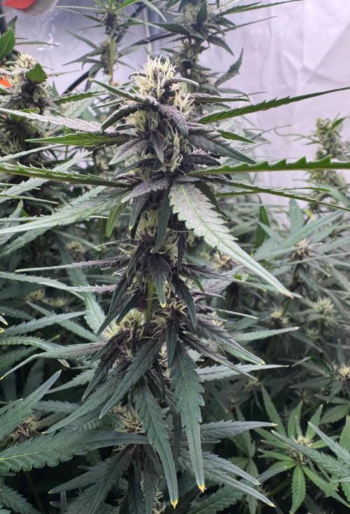 Fools Garden. Week 7