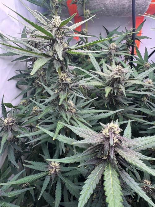 Fools Garden. Week 7