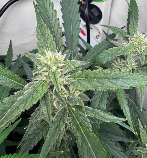 Fools Garden. Week 7