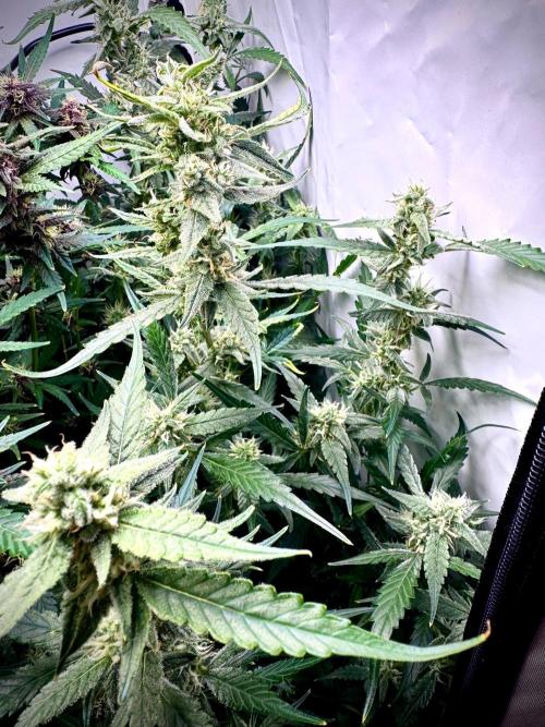 Fools Garden. Week 8