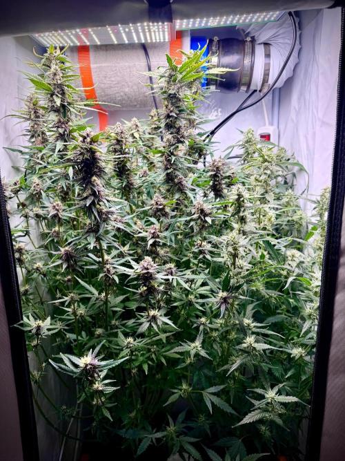 Fools Garden. Week 8