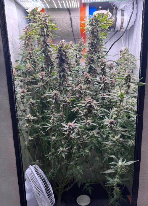 Fools Garden. Week 9
