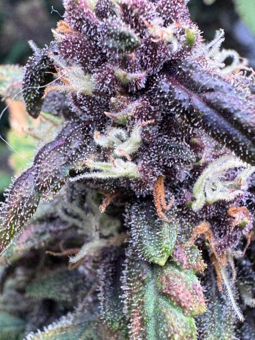 Fools Garden. Week 9