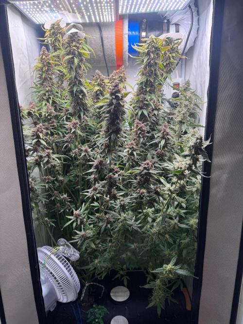 Fools Garden. Week 10