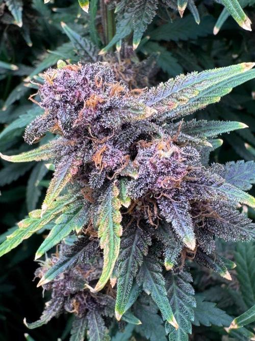 Fools Garden. Week 10