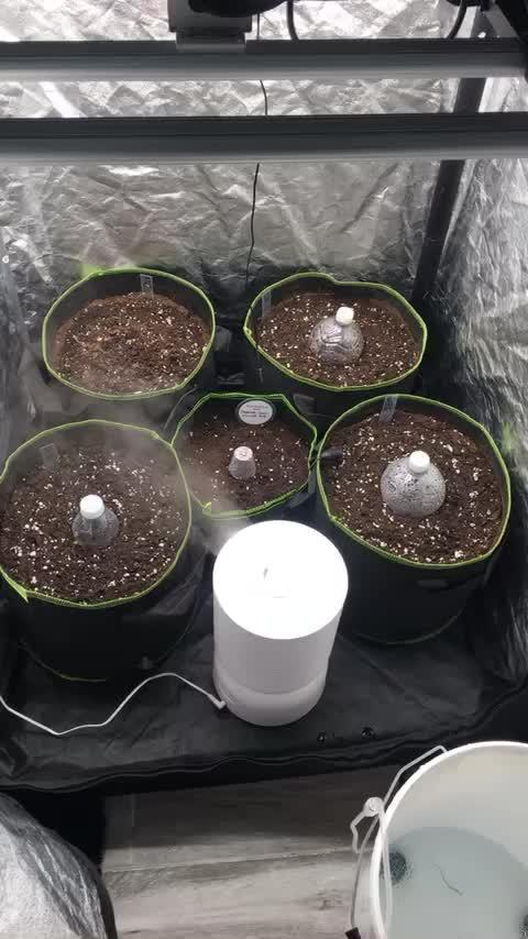 First livingsoil grow &1st in 10yr+