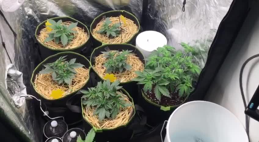 First livingsoil grow &1st in 10yr+