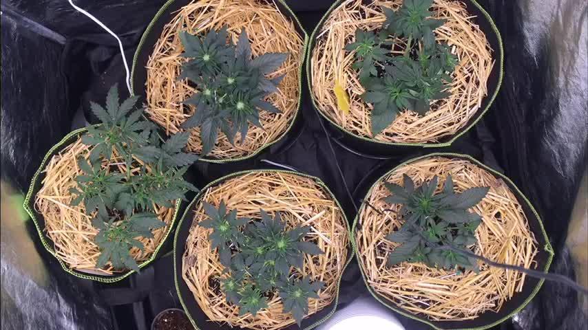 First livingsoil grow &1st in 10yr+