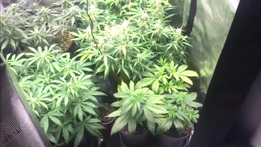 Stunted Gorilla Cookies autoflower