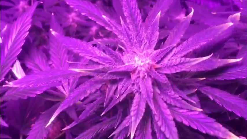 First livingsoil grow &1st in 10yr+