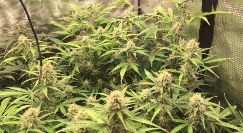 Stunted Gorilla Cookies autoflower