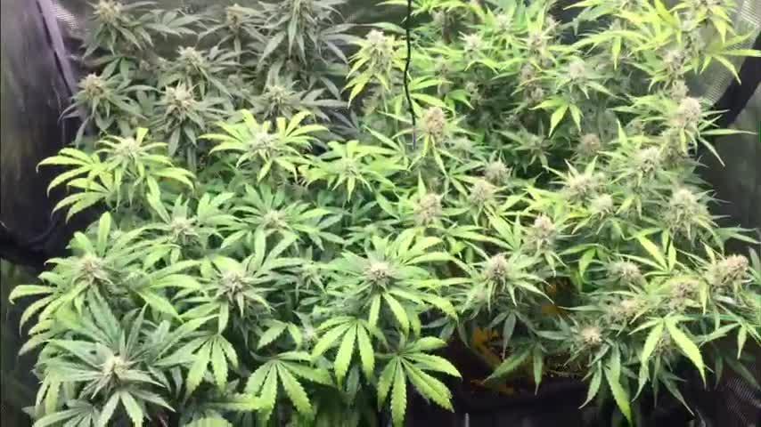 Stunted Gorilla Cookies autoflower