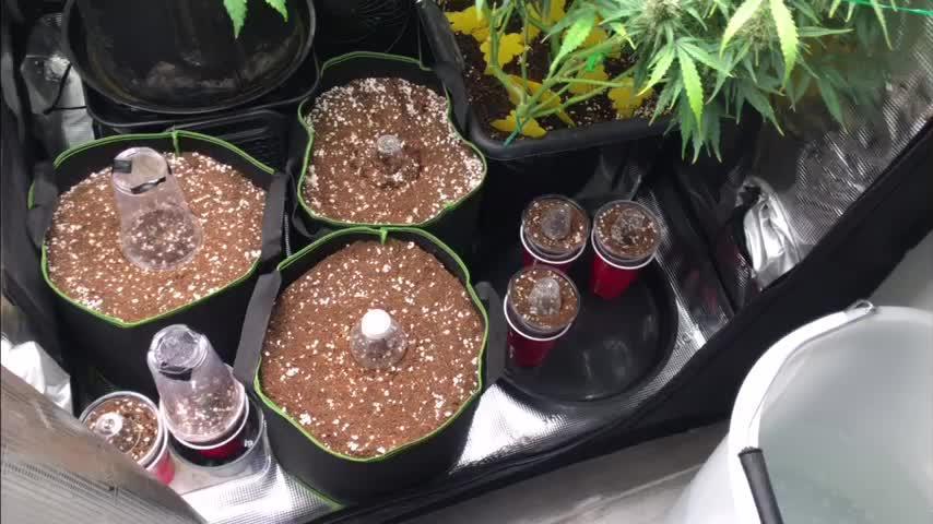 Stunted Gorilla Cookies autoflower