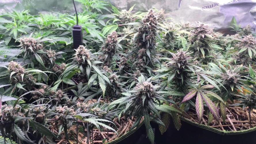 First livingsoil grow &1st in 10yr+