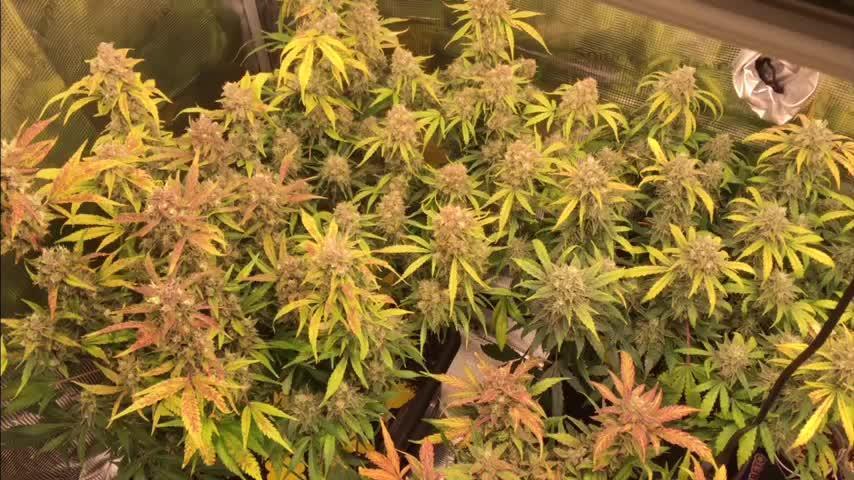 First livingsoil grow &1st in 10yr+