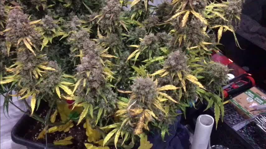 Stunted Gorilla Cookies autoflower