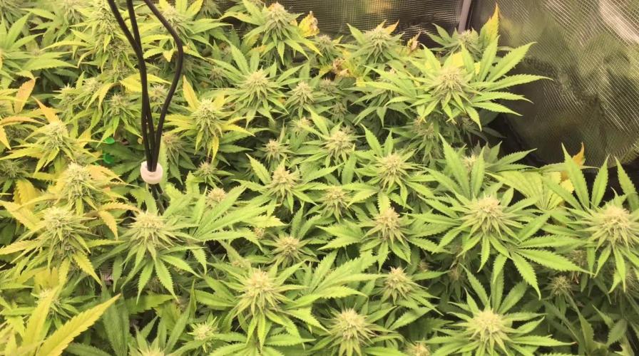 Dr organics Psychoberry Cheese F2