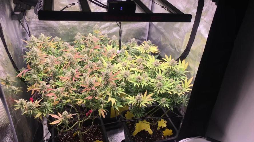 Dr organics Psychoberry Cheese F2