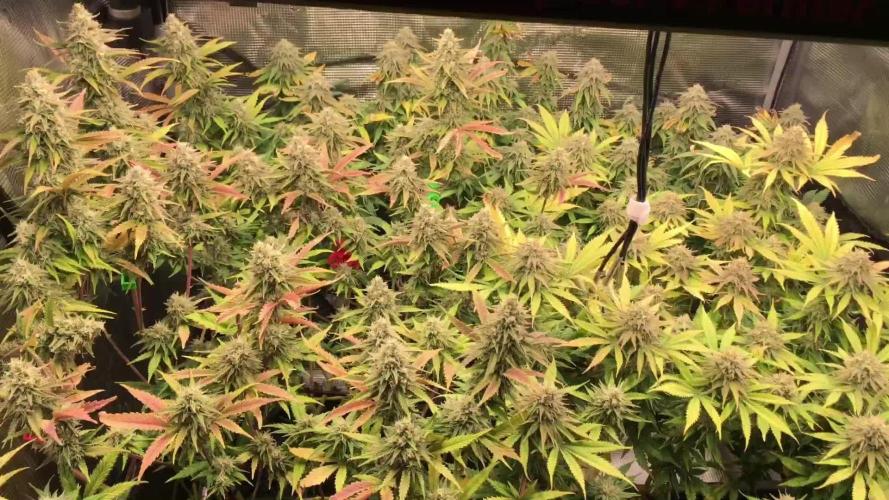 Dr organics Psychoberry Cheese F2