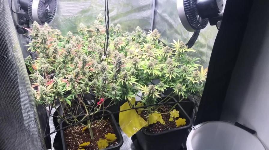 Dr organics Psychoberry Cheese F2