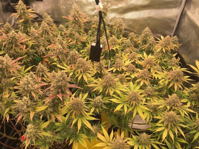 Dr organics Psychoberry Cheese F2. Week 13 - Co2 sensor added - Adding Co2 next run. Current ppms 1100 average from humans