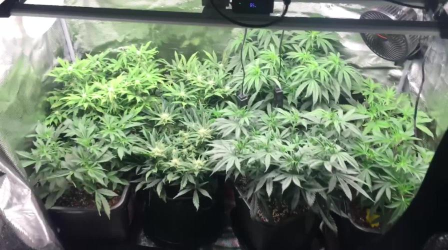 Dibbers 3x Badazz OG Cheese