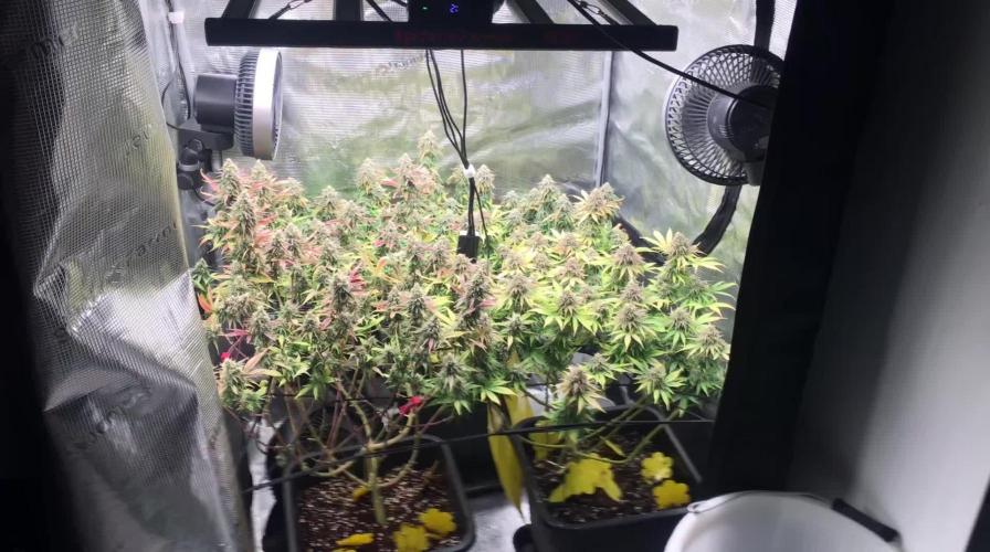 Dr organics Psychoberry Cheese F2