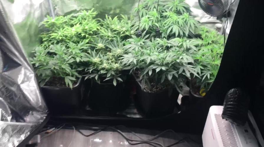 Humboldt Chunkadelic Auto