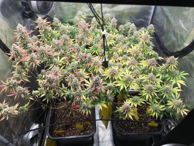 Dr organics Psychoberry Cheese F2. Week 13 - 08/11/25